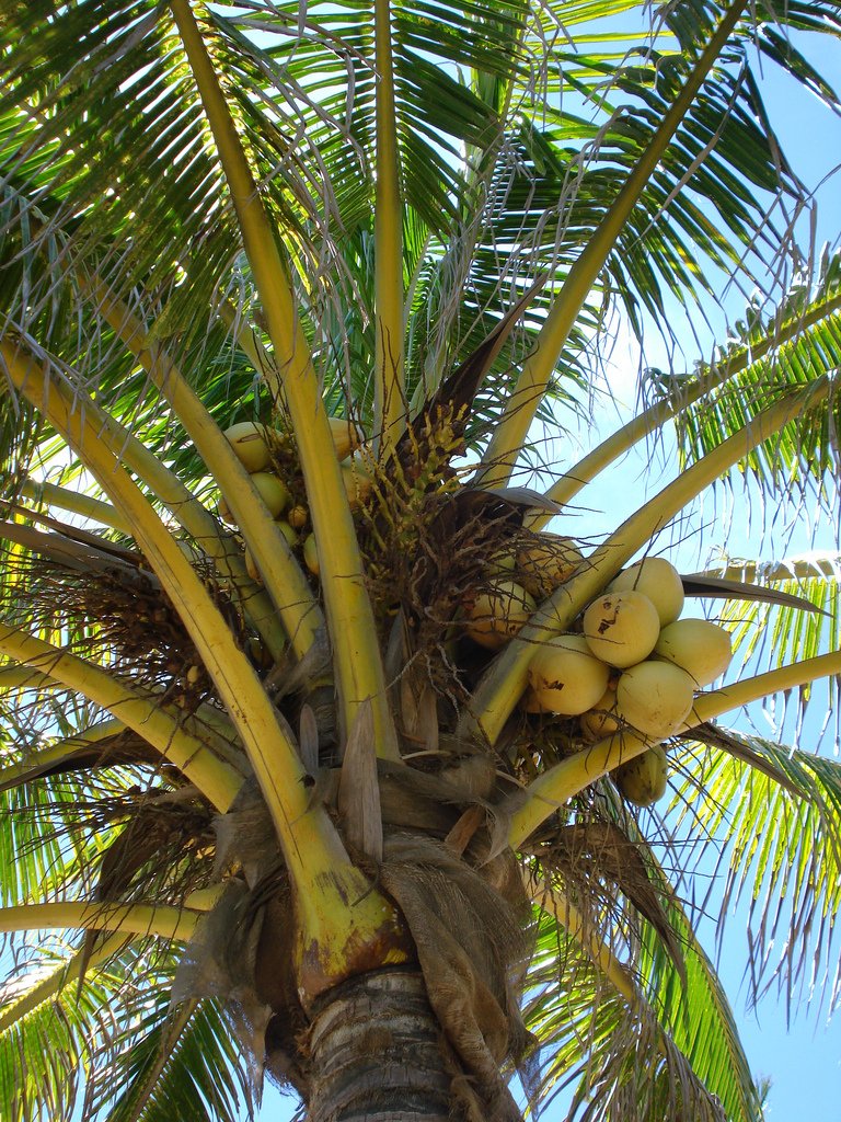 Palmy ogrodowe na wyciągnięcie ręki
