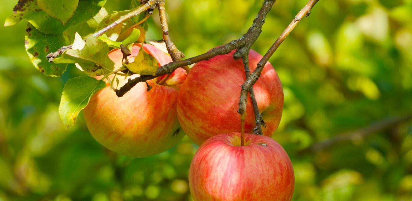 Zakup skrzyniopalety do przewozu jabłek